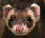 SlickFerret's Avatar