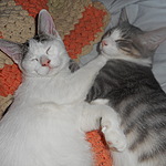 dazcat's Avatar