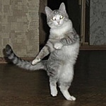 pheenix11's Avatar