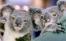 Linette's Avatar