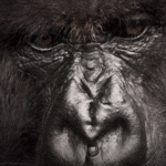 chipmonkey's Avatar