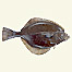 flounder's Avatar