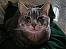 marshcat's Avatar