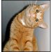 kitkittykat's Avatar