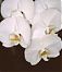whiteorchids's Avatar