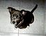 rcpaws's Avatar