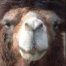 siegler's Avatar