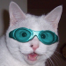 Gamer X's Avatar