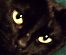 dizzylady's Avatar