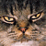 whimseys's Avatar