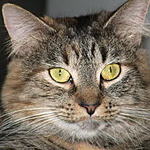 Tazznum1's Avatar