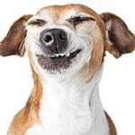 MadPup's Avatar
