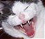 PackFerret's Avatar