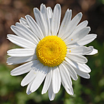 iamamalia's Avatar