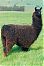 Llama99's Avatar