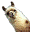 shopllama's Avatar