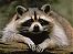 Pinky1352's Avatar