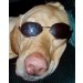 gregpayer's Avatar