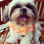 liketotally's Avatar