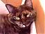 catmom23's Avatar