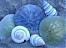 coldsweet_tea's Avatar