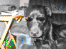 dog007dog's Avatar