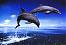 dolphan117's Avatar