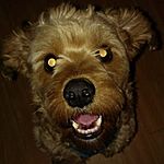 auhsojtrohs's Avatar