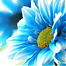BlueDaze's Avatar