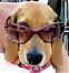 Poidawg's Avatar