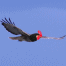 chickenhawk's Avatar
