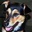 cerberusdog's Avatar
