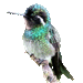 ravioli's Avatar