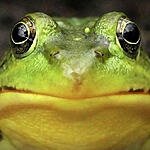 VorlonFrog's Avatar