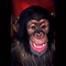 misterchimpy's Avatar