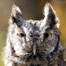 OwlEyes's Avatar
