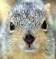 crittygirl's Avatar