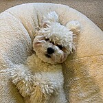 teenbean's Avatar