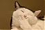 celestialbodi6's Avatar