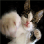 Gizmo's Avatar