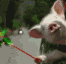 Pig's Avatar
