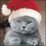 kitkat234's Avatar