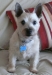 Odie Wan's Avatar