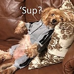 WhatUpDawg's Avatar
