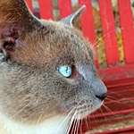 missiethegal's Avatar
