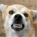 charbel's Avatar