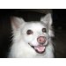 greymoose's Avatar