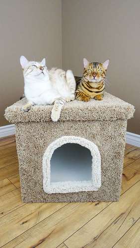 Premier Litter Box Enclosure $73.99 and Many Cat Trees On Sale As Well