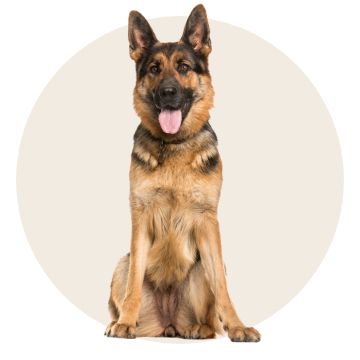 Pets,art dog and cat toy clearence