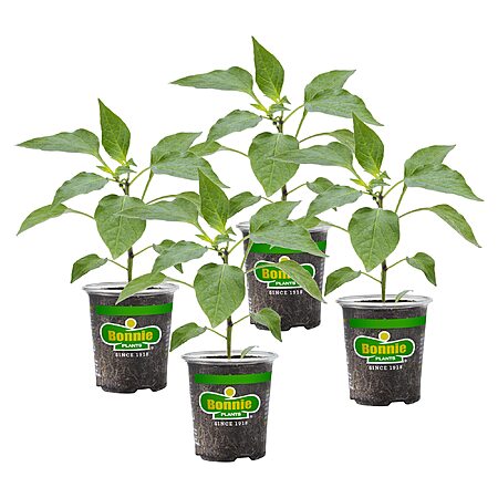 4-Pack 19.3-Oz Bonnie Plants Snacking Red Pepper $19.99 + Free Shipping w/ Prime or on $35+